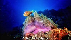 Maldivian anemone fish by Penn De Los Santos 